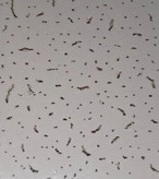 تایل معدنی آکوستیک کرم خورده عایق صدا